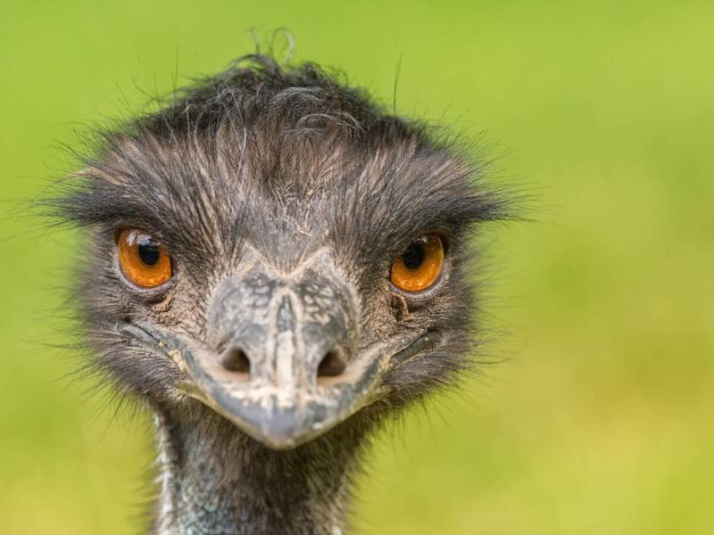 Przestrzeń i wybieg dla emu