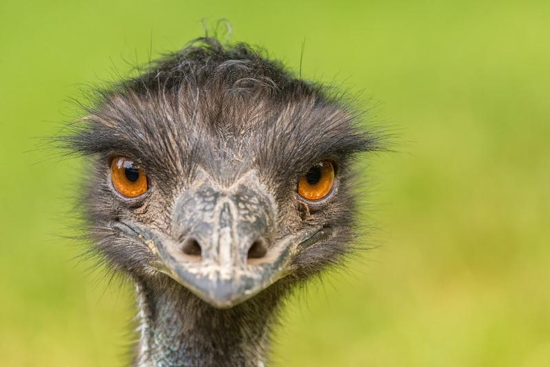 Jak dobrać odpowiedni rozmiar emu do Twoich potrzeb?