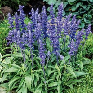 Naturalne sposoby na przyciemnienie siwych włosów bez farbowania