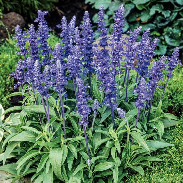 Naturalne sposoby na przyciemnienie siwych włosów bez farbowania